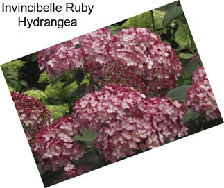 Invincibelle Ruby Hydrangea