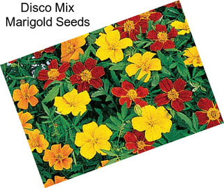 Disco Mix Marigold Seeds