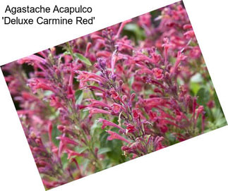 Agastache Acapulco \'Deluxe Carmine Red\'