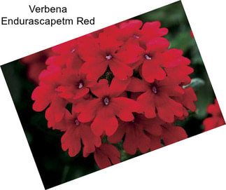 Verbena Endurascapetm Red