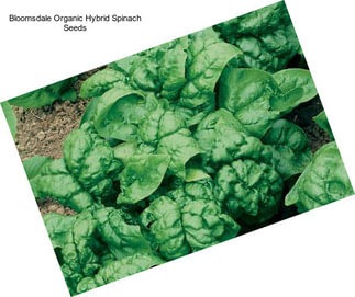 Bloomsdale Organic Hybrid Spinach Seeds