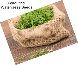 Sprouting Watercress Seeds