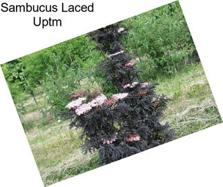 Sambucus Laced Uptm