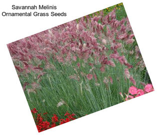 Savannah Melinis Ornamental Grass Seeds