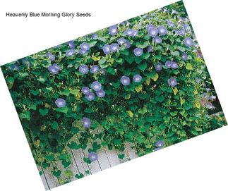 Heavenly Blue Morning Glory Seeds