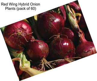 Red Wing Hybrid Onion Plants (pack of 60)