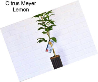 Citrus Meyer Lemon