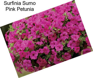 Surfinia Sumo Pink Petunia