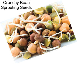 Crunchy Bean Sprouting Seeds