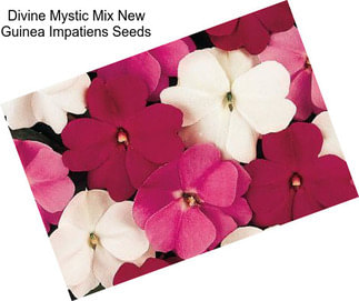 Divine Mystic Mix New Guinea Impatiens Seeds