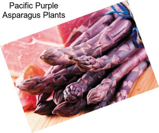 Pacific Purple Asparagus Plants