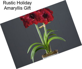 Rustic Holiday Amaryllis Gift