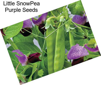 Little SnowPea Purple Seeds