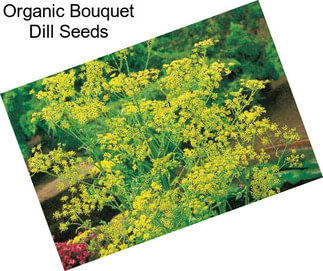 Organic Bouquet Dill Seeds