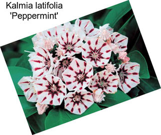 Kalmia latifolia \'Peppermint\'