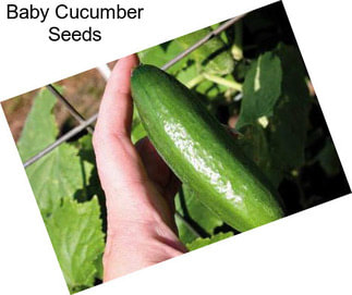 Baby Cucumber Seeds