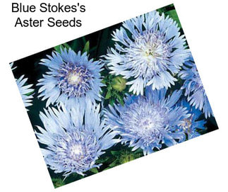 Blue Stokes\'s Aster Seeds