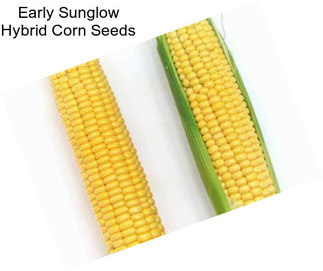 Early Sunglow Hybrid Corn Seeds