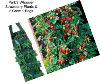 Park\'s Whopper Strawberry Plants & 2 Growin\' Bags