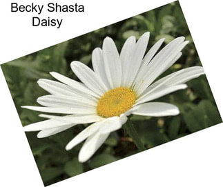Becky Shasta Daisy