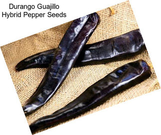 Durango Guajillo Hybrid Pepper Seeds