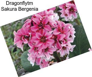 Dragonflytm Sakura Bergenia