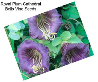 Royal Plum Cathedral Bells Vine Seeds