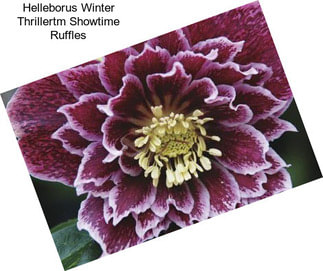 Helleborus Winter Thrillertm Showtime Ruffles