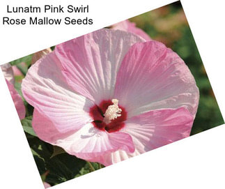Lunatm Pink Swirl Rose Mallow Seeds