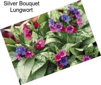Silver Bouquet Lungwort