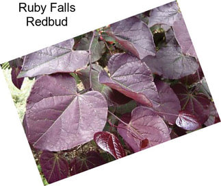 Ruby Falls Redbud