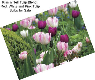 Kiss n\' Tell Tulip Blend | Red, White and Pink Tulip Bulbs for Sale