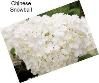 Chinese Snowball