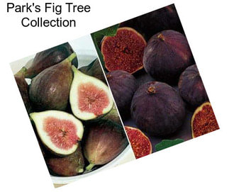 Park\'s Fig Tree Collection