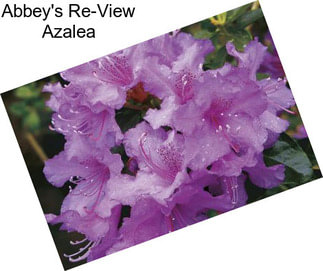 Abbey\'s Re-View Azalea