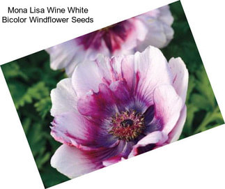 Mona Lisa Wine White Bicolor Windflower Seeds
