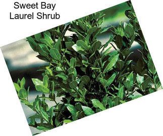 Sweet Bay Laurel Shrub