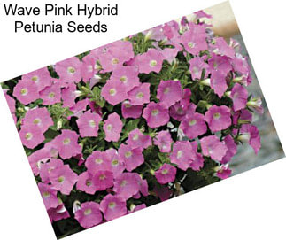 Wave Pink Hybrid Petunia Seeds
