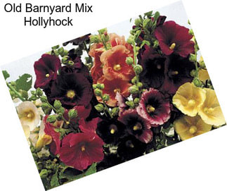 Old Barnyard Mix Hollyhock