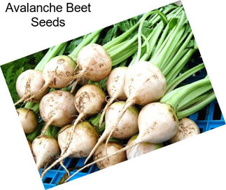 Avalanche Beet Seeds