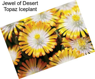 Jewel of Desert Topaz Iceplant