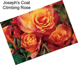 Joseph\'s Coat Climbing Rose