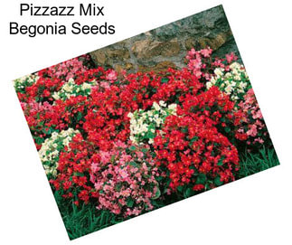 Pizzazz Mix Begonia Seeds