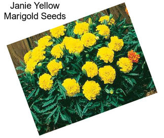 Janie Yellow Marigold Seeds
