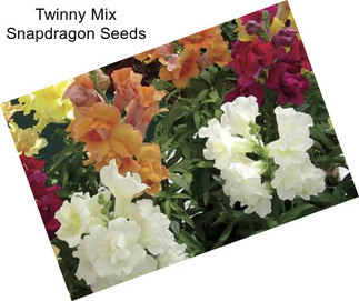 Twinny Mix Snapdragon Seeds