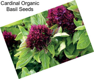 Cardinal Organic Basil Seeds