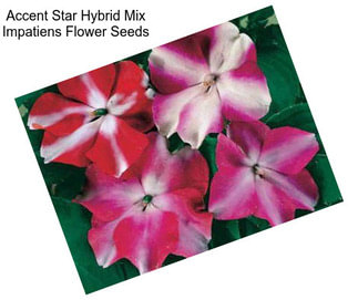 Accent Star Hybrid Mix Impatiens Flower Seeds