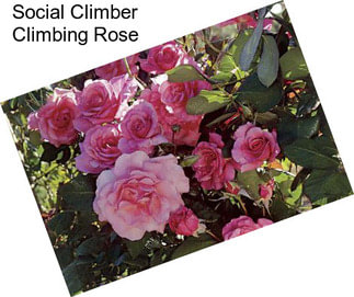 Social Climber Climbing Rose