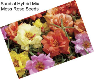 Sundial Hybrid Mix Moss Rose Seeds