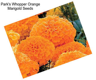 Park\'s Whopper Orange Marigold Seeds